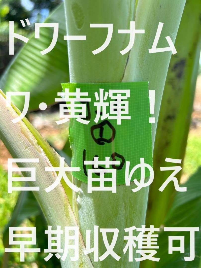 180cm=モンスター苗◆ドワーフナムワ　黄輝バナナ★低木・耐寒強★バナナ苗