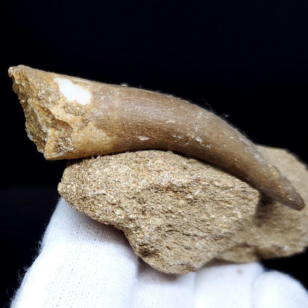 プレシオサウルスの歯の化石 母岩付き pr1 | www.yourpoll.co.uk