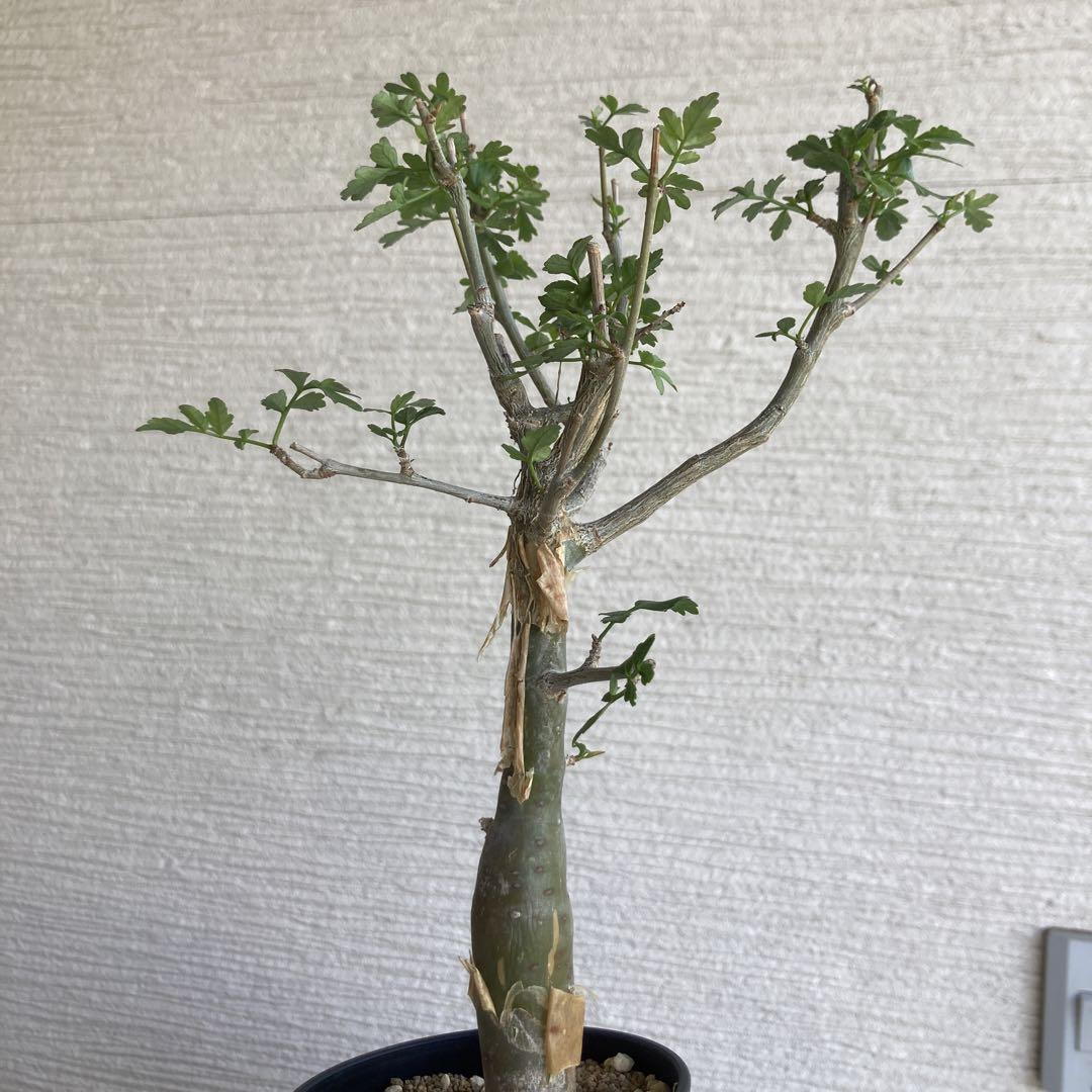 ブルセラ ファガロイデス 灌木