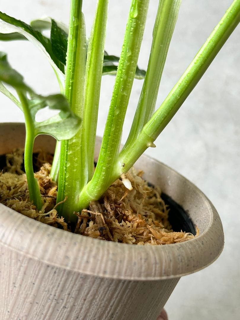 モンステラアダンソニー　マドカズラ斑入り　バリエガータ