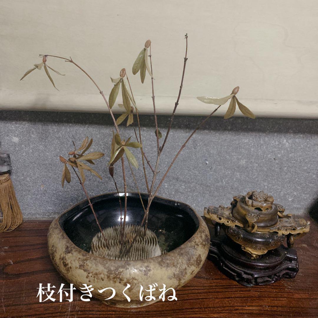 山野草ツクバネ開花株衝羽根 茶花 正月飾り 庭木低木しつらい