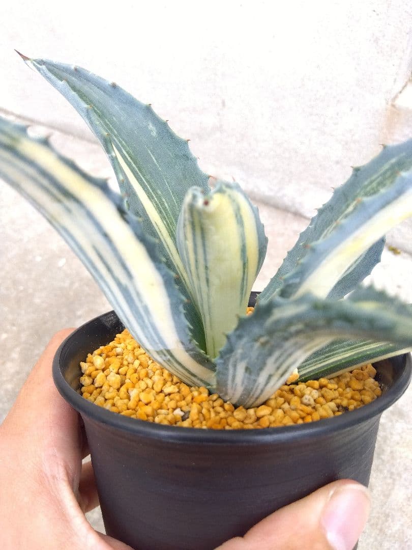 アメリカーナ　白縞斑　極上斑❗　アガベ