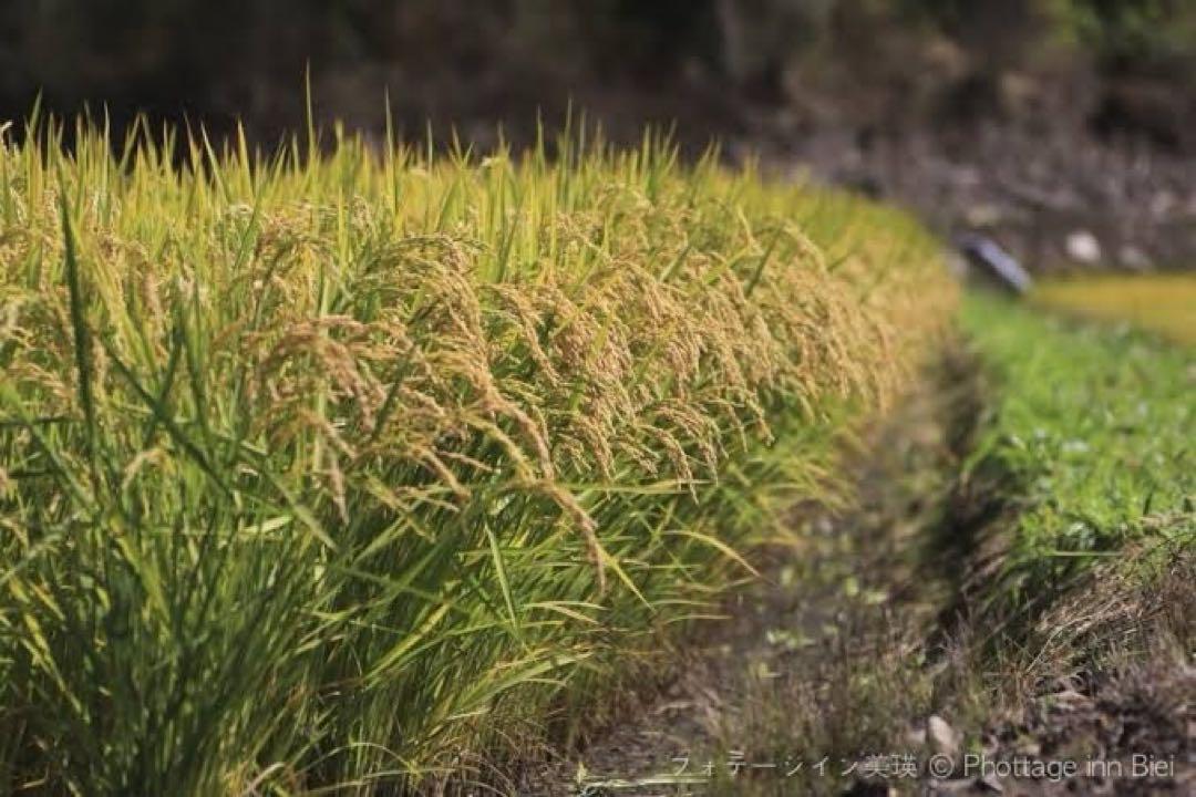ゆめぴりか 玄米 北海道産 30kg