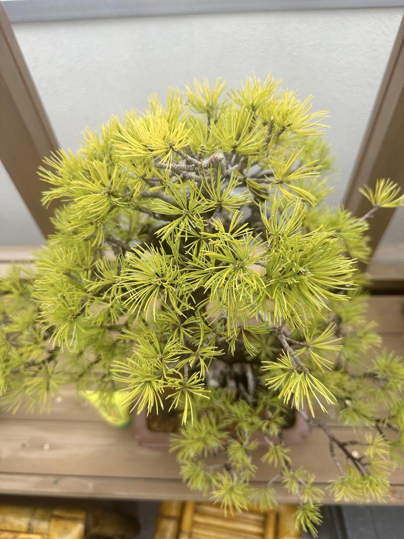 那須五葉松
