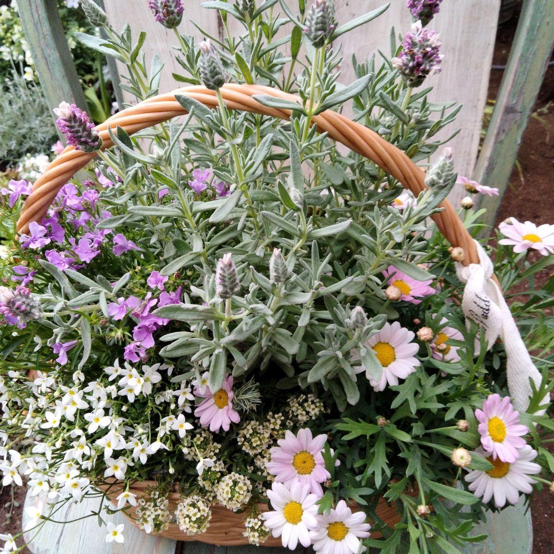 花　寄せ植え　バスケット