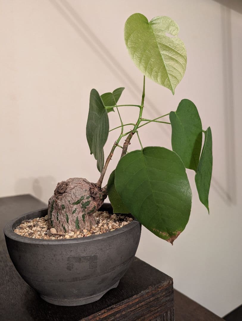 多肉植物 サボテン