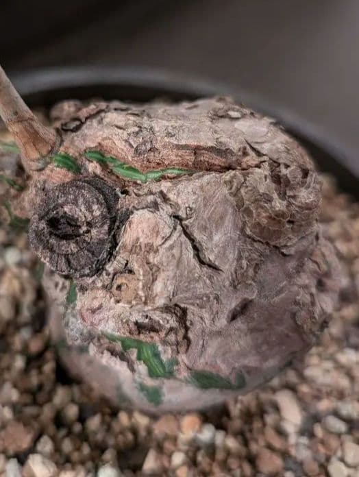 多肉植物 サボテン