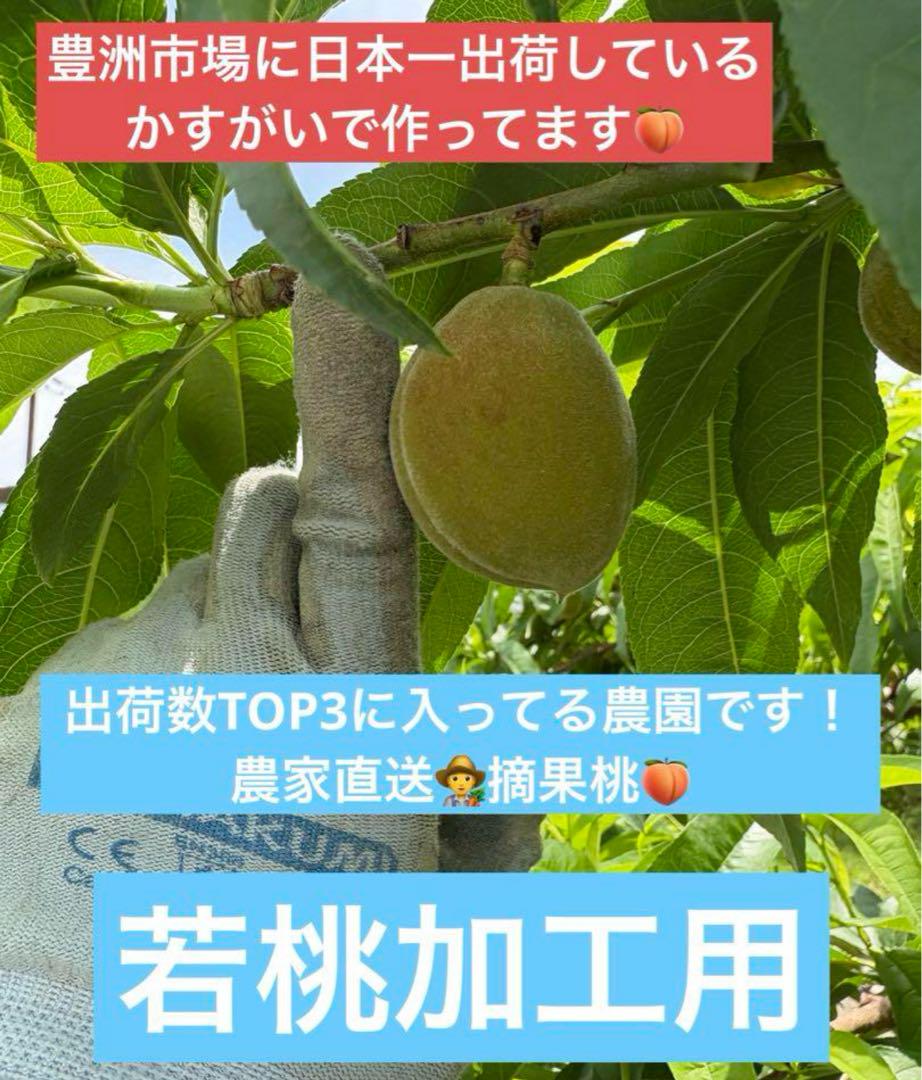 高級摘果桃　加工用　１５キロ
