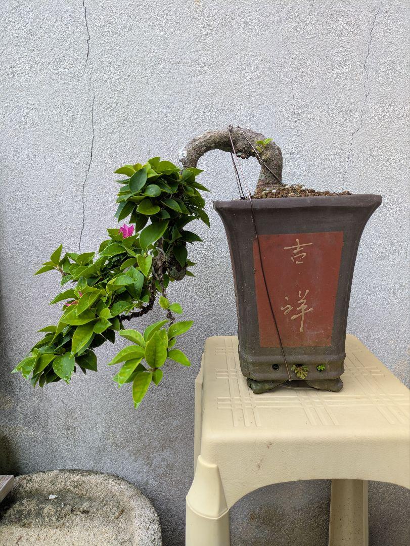 琉球盆栽　ブーゲンビリア 盆栽 懸崖（キャンドル）