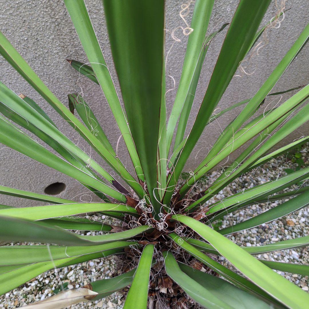 ユッカファクソニアーナ約120cm ☆発根済