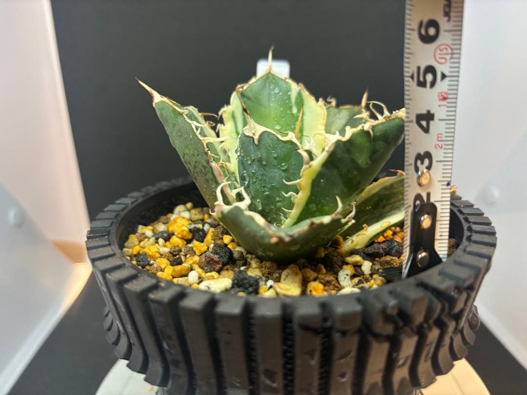 アガベ 白鯨錦目立った傷や汚れなし YUZUMIYA_COM