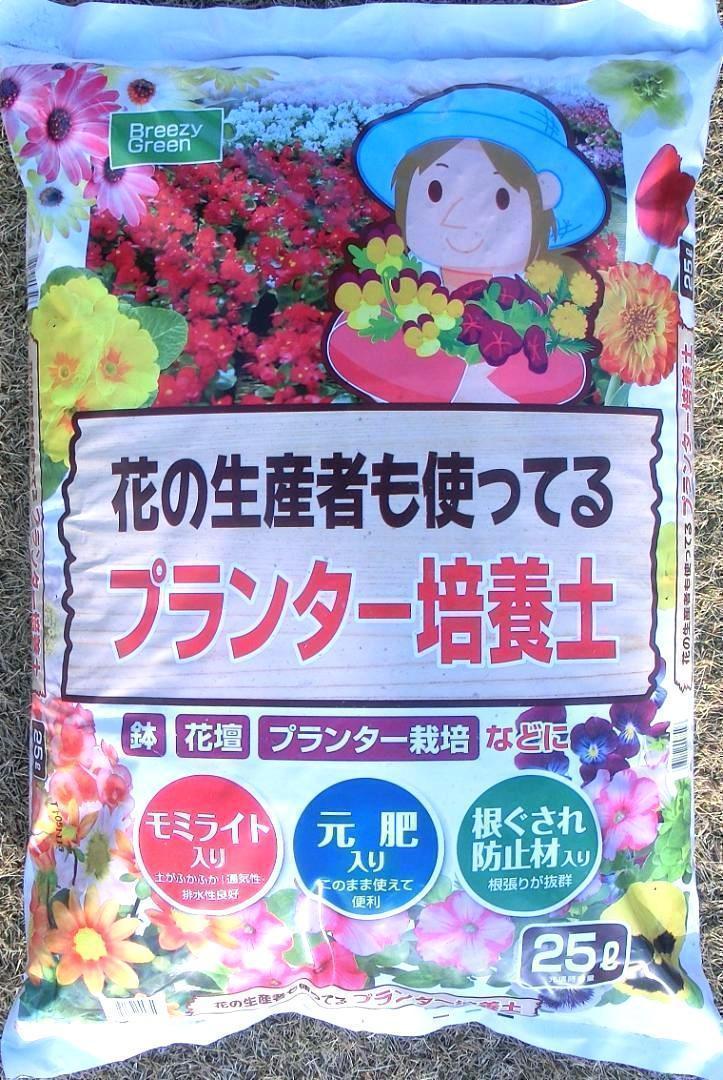 3号ポット苗 イチジク苗木