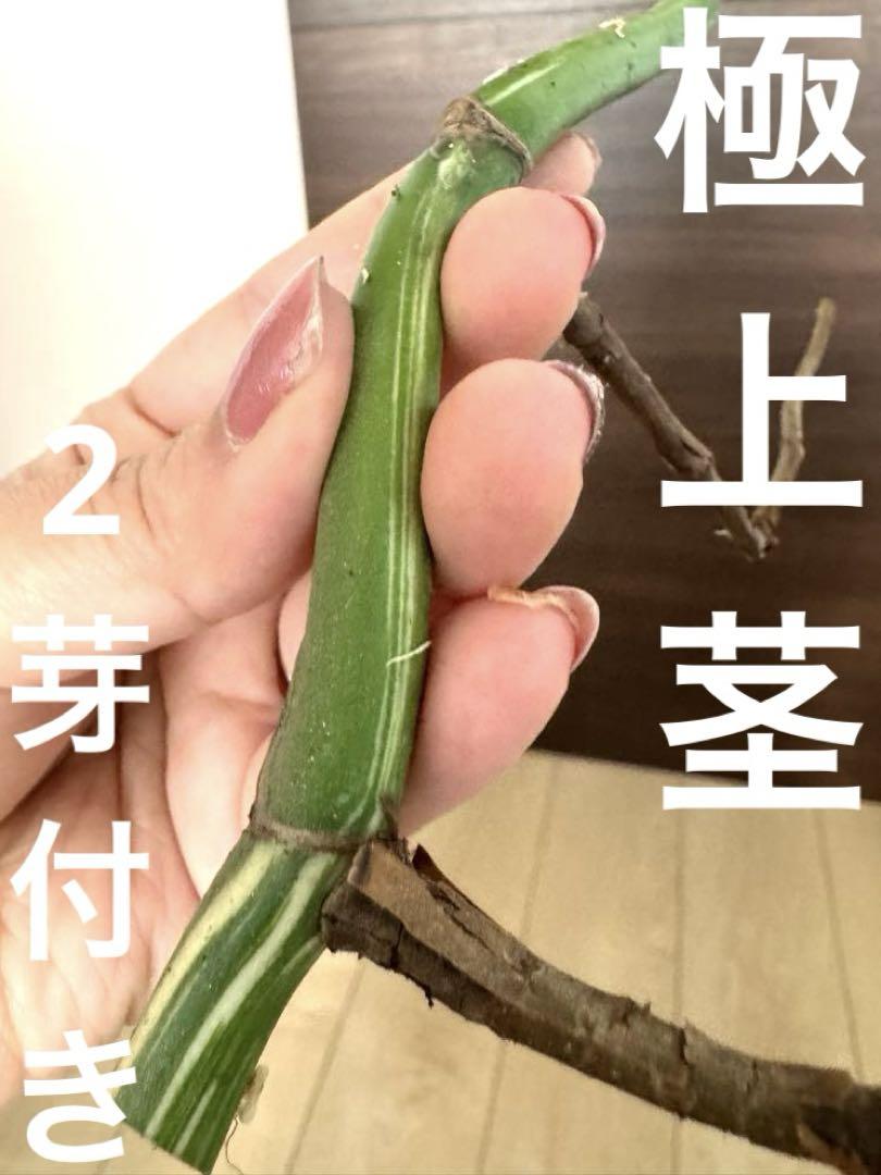 ヒメモンステラ 大株
