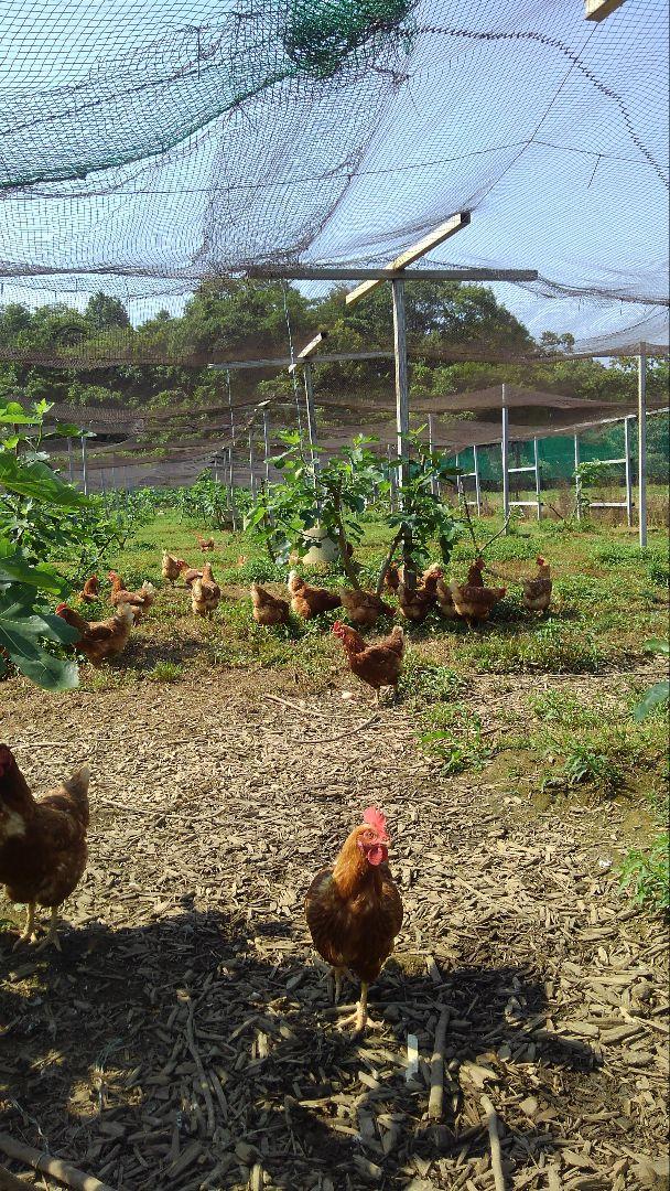 平飼い卵80個2/5常温発送