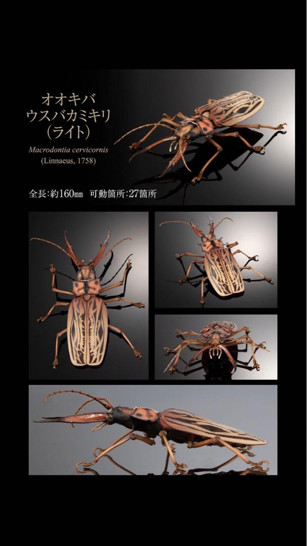 いきもの大図鑑 アドバンス オオキバウスバカミキリとハンミョウ