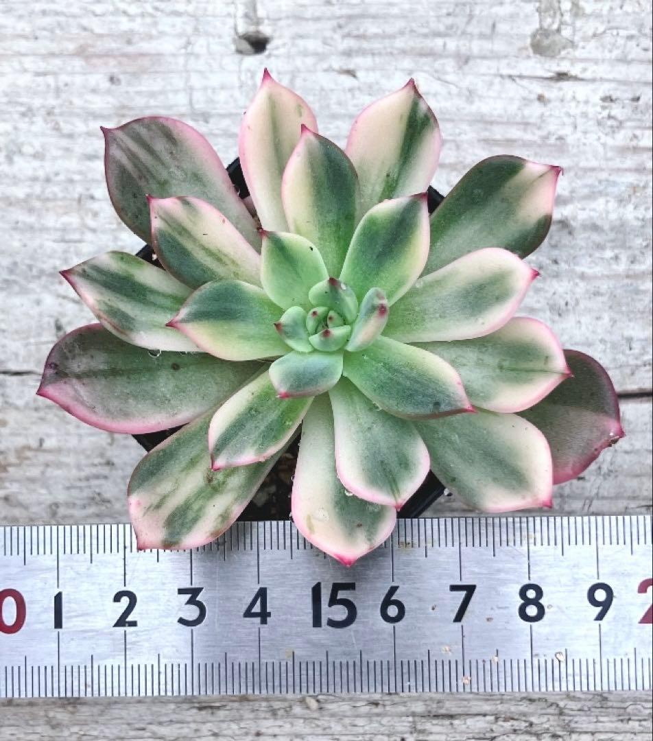 速達便 多肉植物 フラメンコ錦 発根済 速達便 多肉植物 フラメンコ錦 発根済