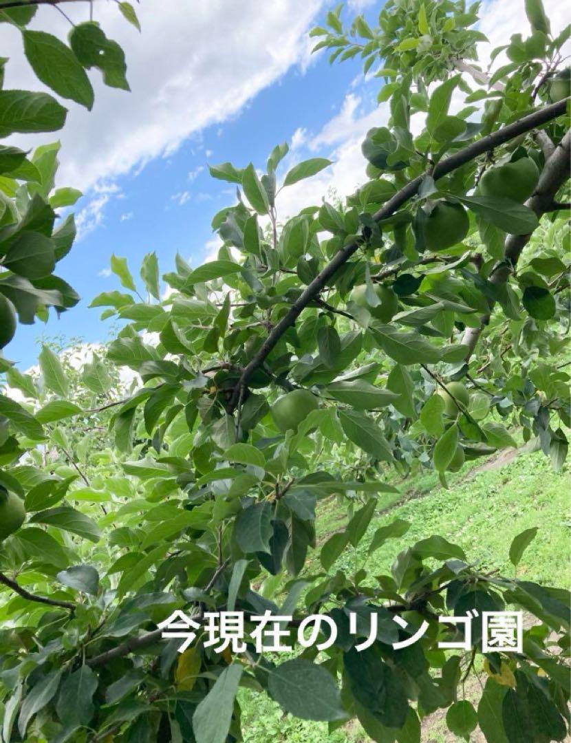 りんごジュース　12本　青森県産りんご