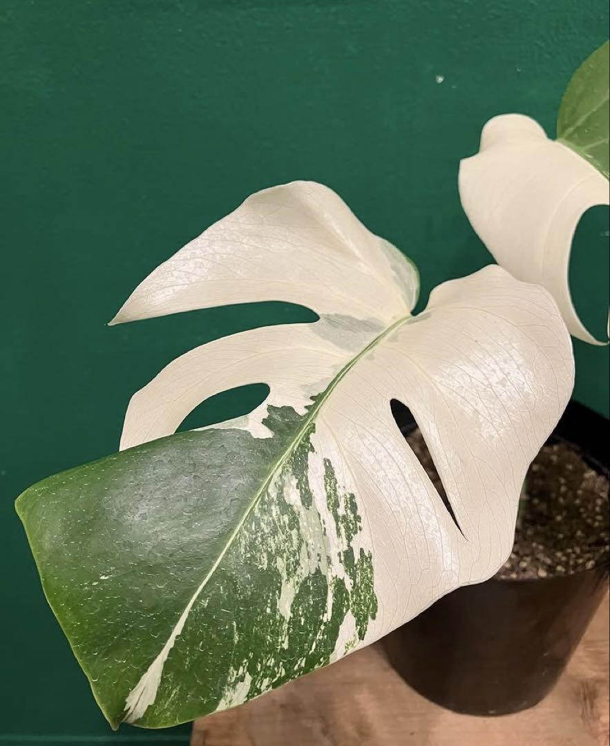 ⭐︎美株⭐︎ Monstera pertusa cv.'Variegata' 4号