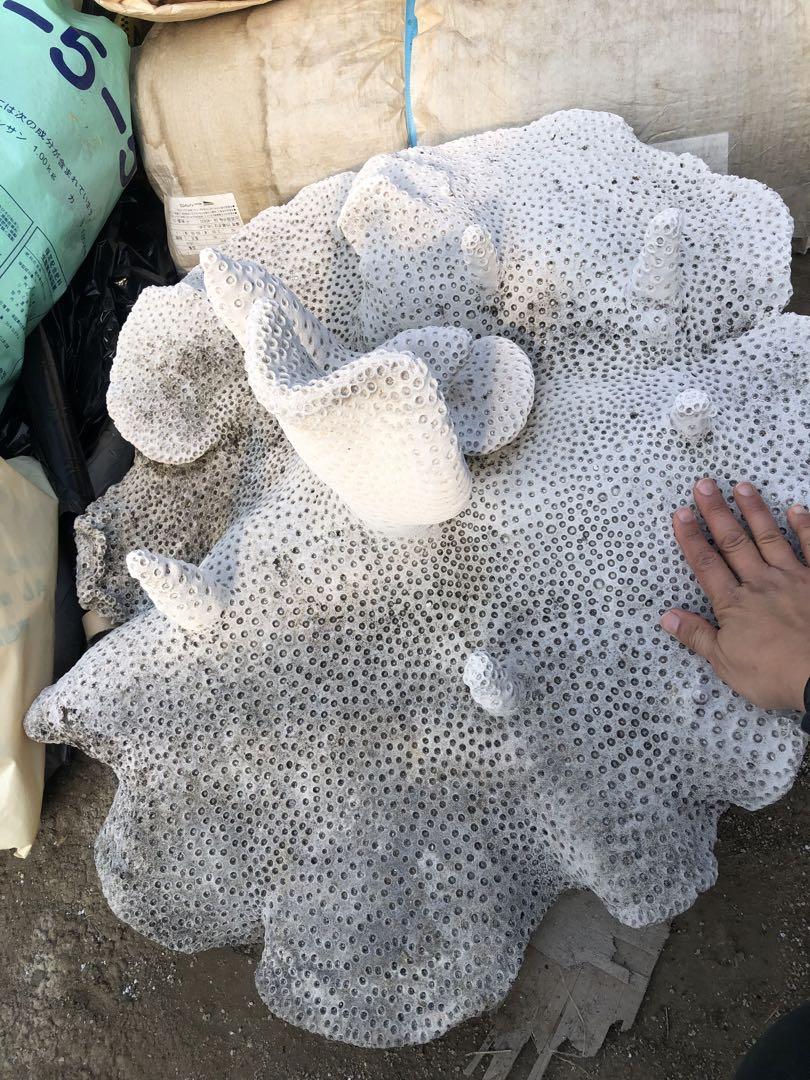 白珊瑚