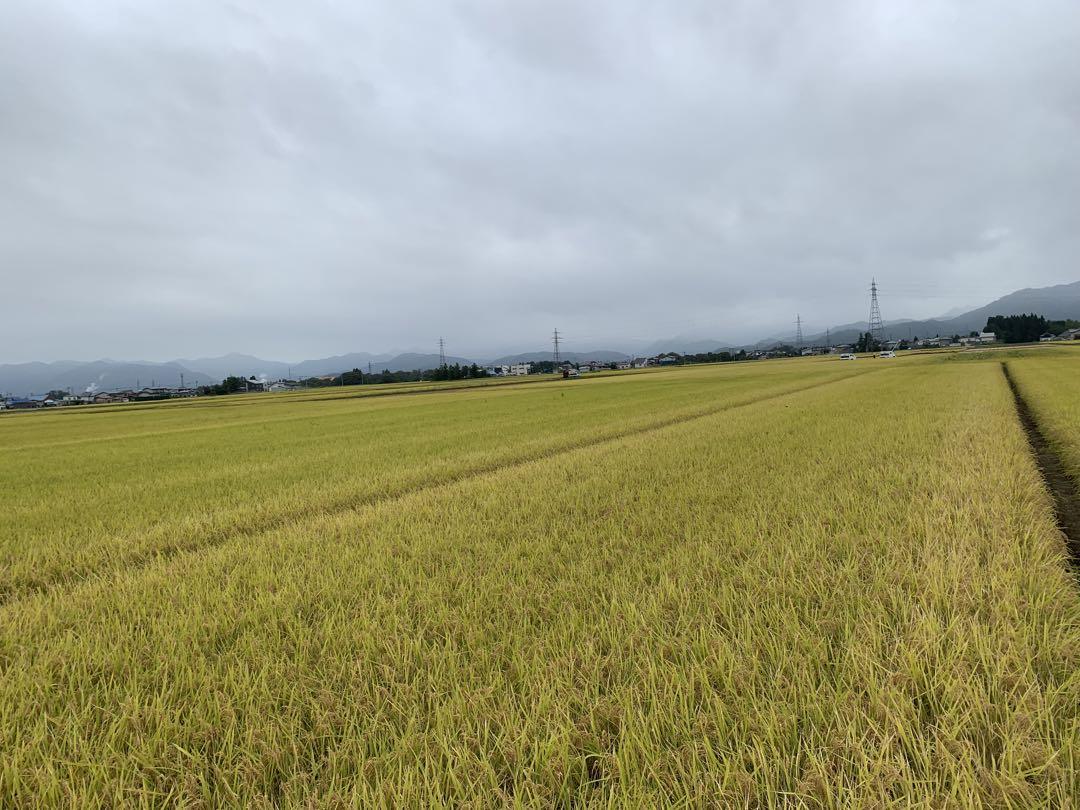 山形県つや姫