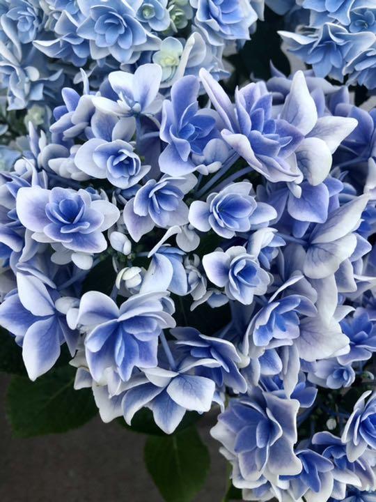 高品質の人気 紫陽花 コンペイトウスマイル 加茂セレクション 5号鉢 植物 観葉植物