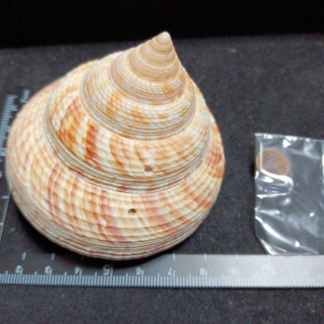 貝殻標本　オキナエビス　の仲間