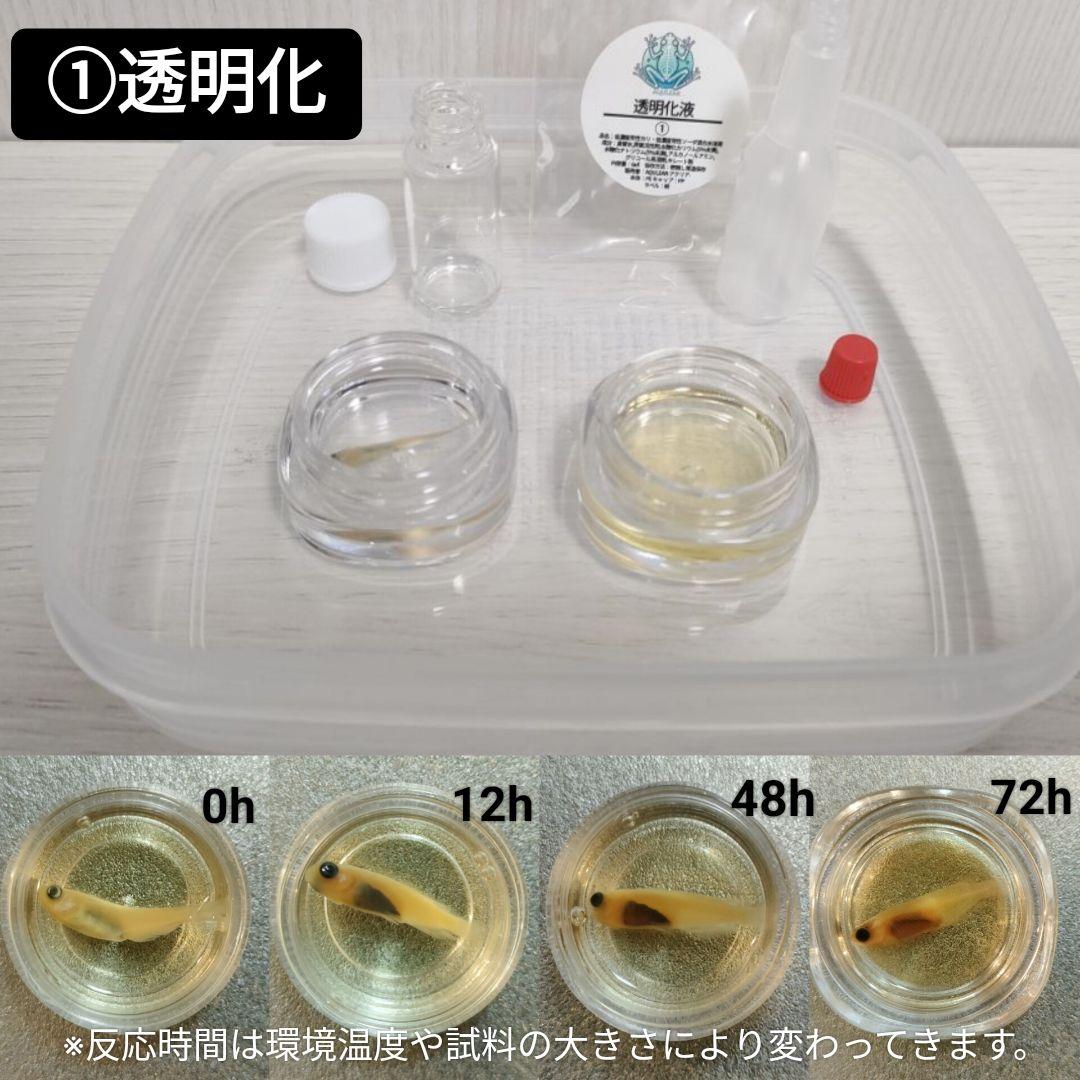 限定販売★オリジナル商品【透明標本作製キット】全17点 ミニミニ 透明標本作製キット】(初級：メダカ) 計13点 初心者