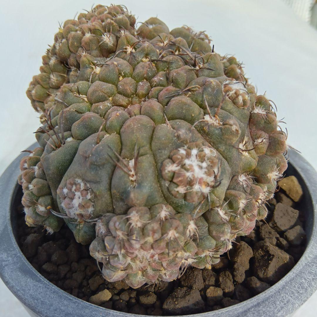 コピアポア塊根植物やや傷や汚れあり