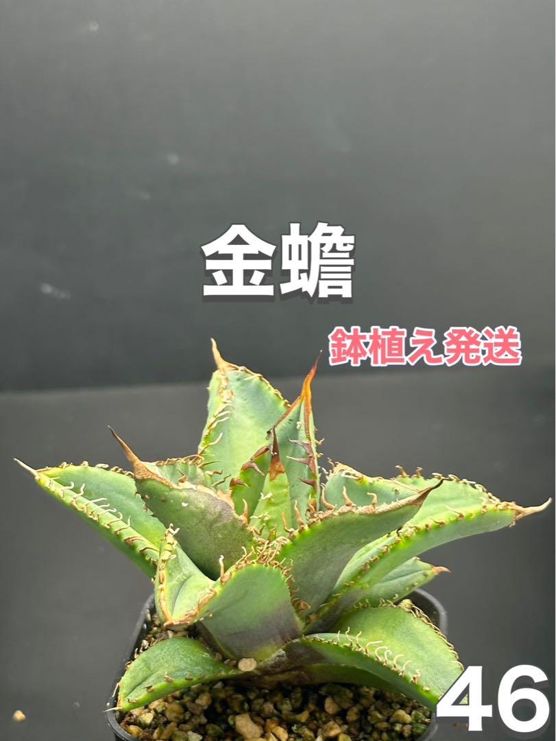 アガベ　チタノタ　金蟾　ブツブツ出てきてます‼️鉢植え発送‼️ 46