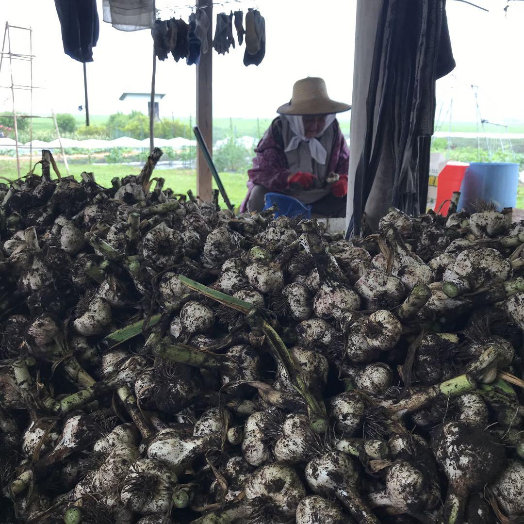 福地村産 土付き L 10kg 青森県産にんにく 半生 半乾燥 夏坂ふぁ