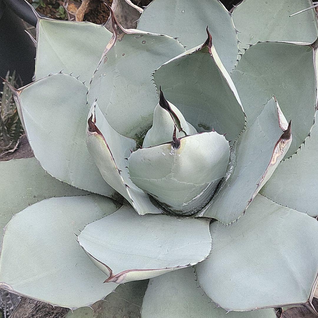 Try様専用アガベ パリートランカータ 親株 吉祥天 www.mshperu.org