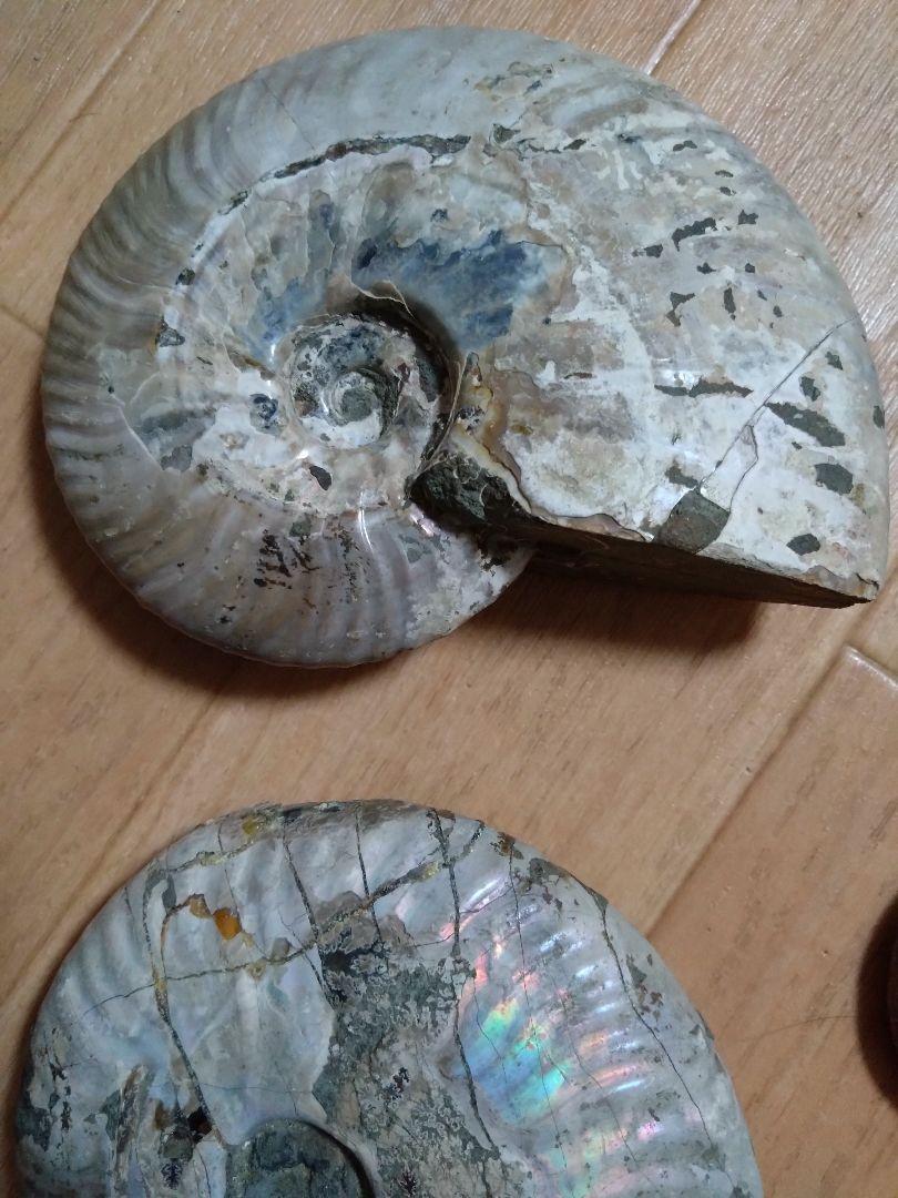 アンモナイト化石6個 マダガスカル産