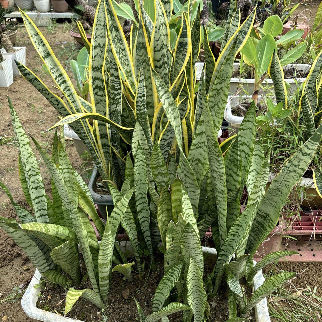 サンスベリア 観葉植物 緑色と黄色の縁取り
