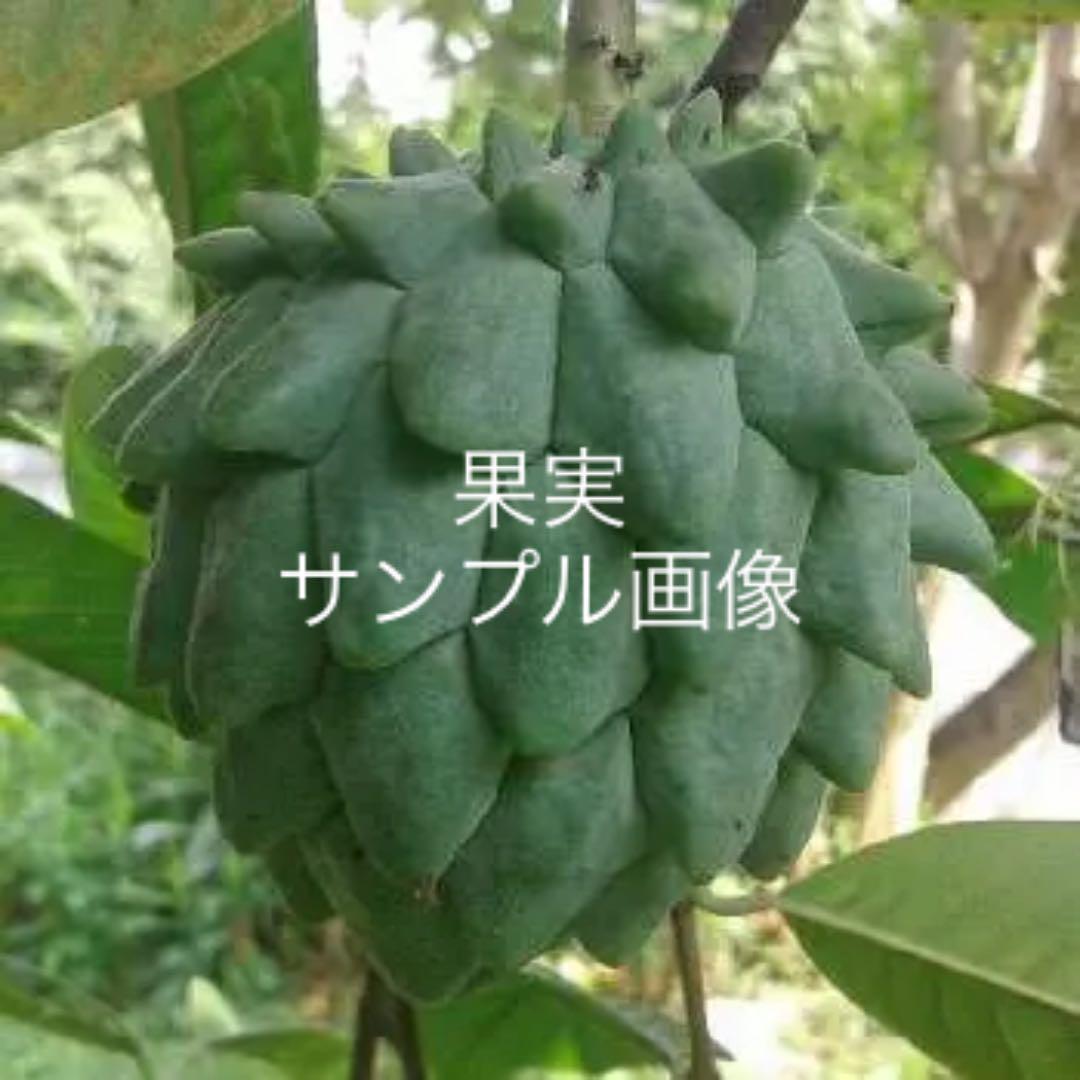 珍品種‼︎ ビリバ・接ぎ木大苗★お値下げしました！