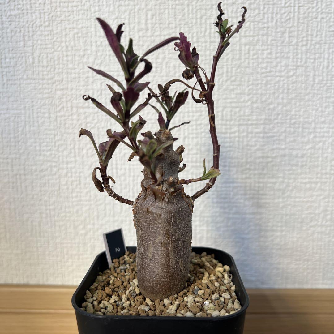 オトンナ ロバタ 現地球 3 - メルカリ