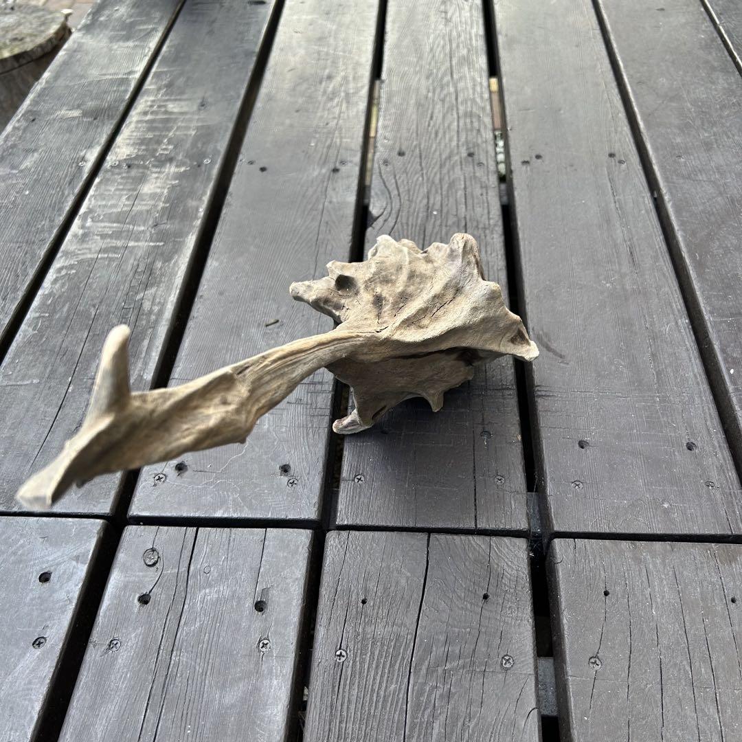 水槽用流木 自然な形状 グレー