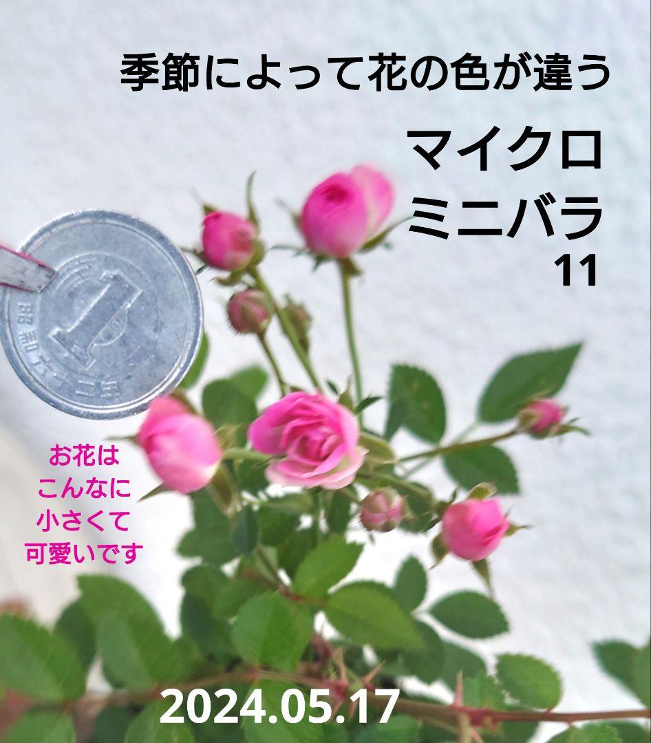 mimi出品　若草色・ピンク花A 見切品 開花花無し】ミニバラ 選べる♪4色 3寸ポット | 橋本種苗園