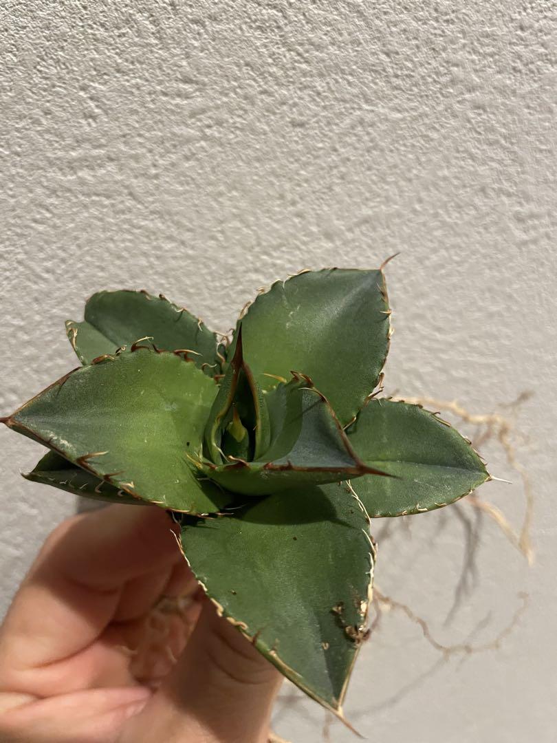sss様専用アガベ オテロイ 実生10株セット①②③④⑤ 観葉植物 sss様専用アガベ オテロイ 実生10株セット①②③④⑤ 観葉植物
