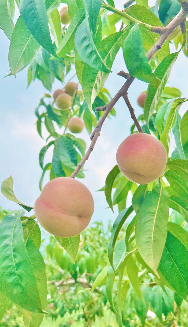 CocoRo♡farm 新鮮なワッサー5kg（2kg〜承ります） - メルカリ