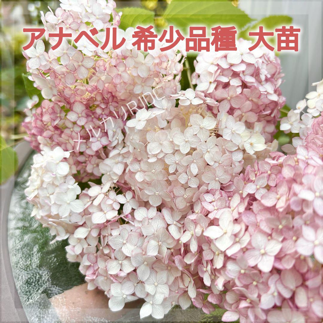 アナベル 希少品種 高級花 ブランド ピコティシャルマン 5〜6年強株 処分 ①