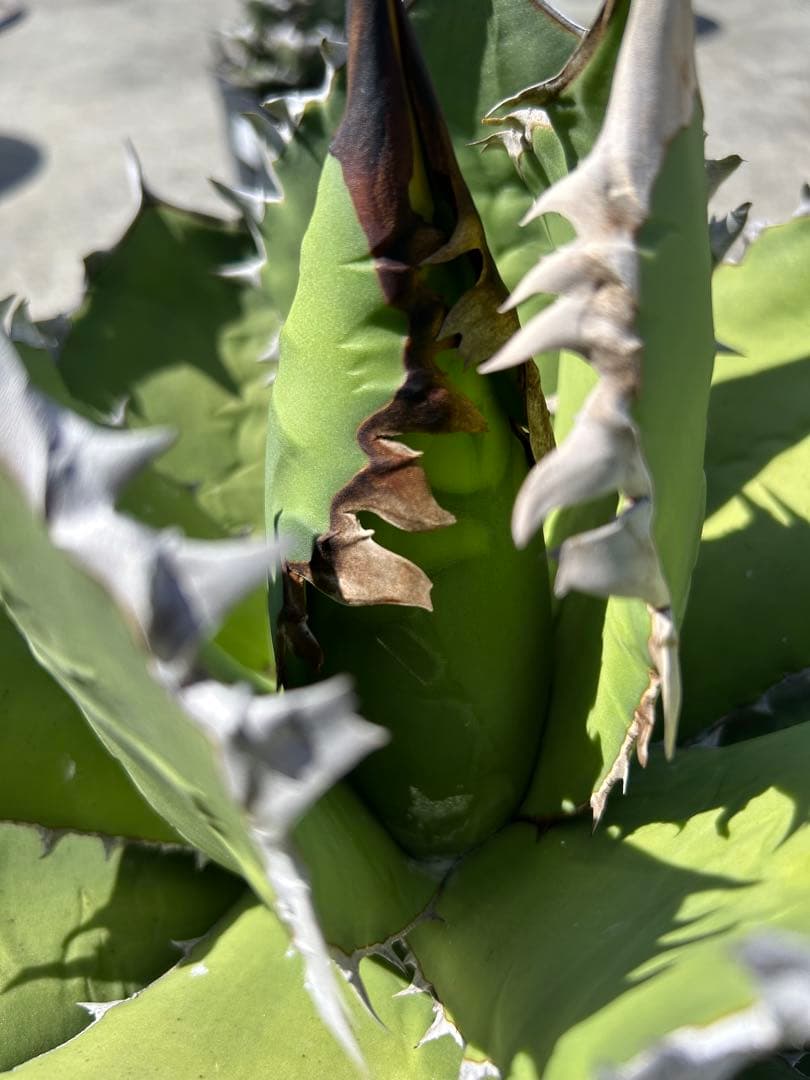 アガベ オアハカ オテロイ 特大株 超鋸歯 oaxaca oteroi SP YUZUMIYA_COM