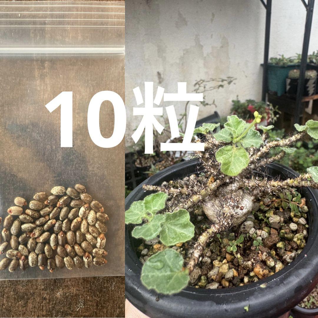 ヤトロファ　マルギナータ　種子　10粒