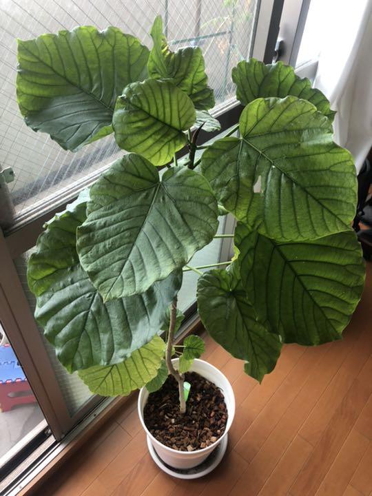 グリーン系☆新春福袋2021☆ 大型ウンベラータ 観葉植物 10号 植物/観葉植物 インテリア・住まい・小物グリーン系¥13,500-registrodemarca.locusiuris.com.br グリーン系☆新春福袋2021☆ 大型ウンベラータ 観葉植物 10号 植物/観葉植物 インテリア・住まい・小物グリーン系¥13,500-registrodemarca.locusiuris.com.br