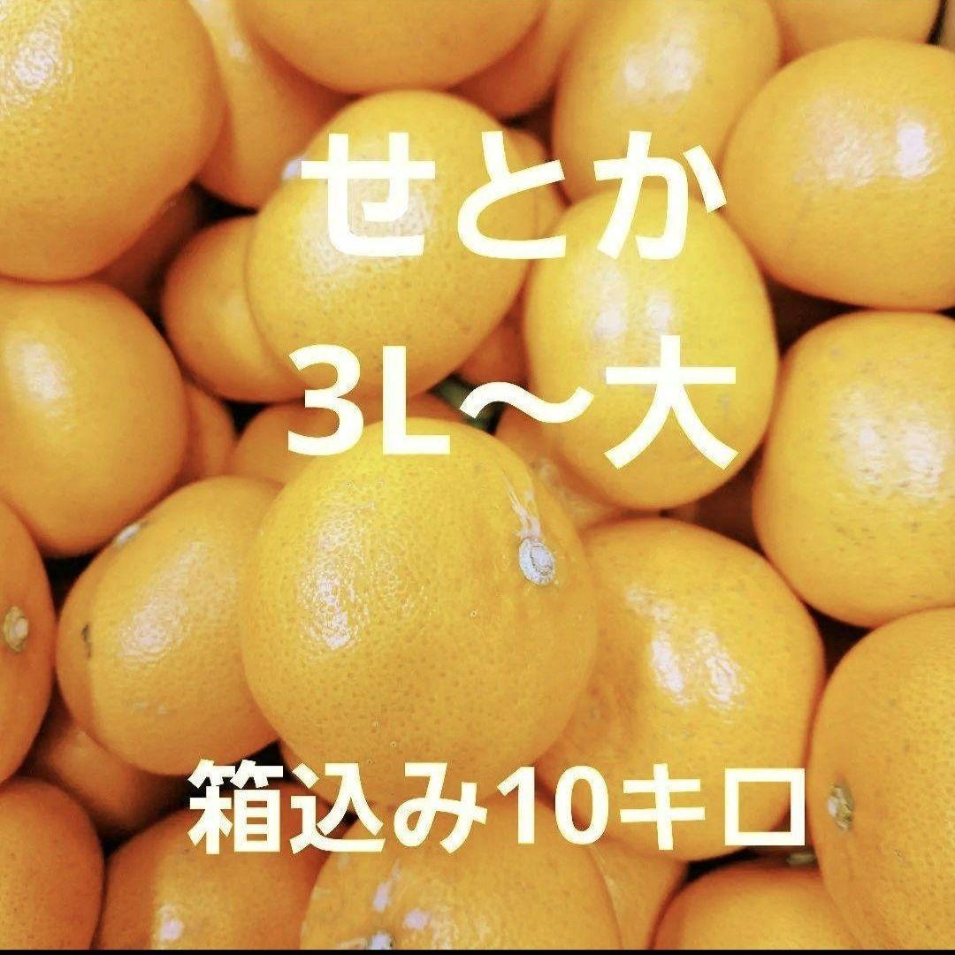 せとか 3L 箱込み 10キロ