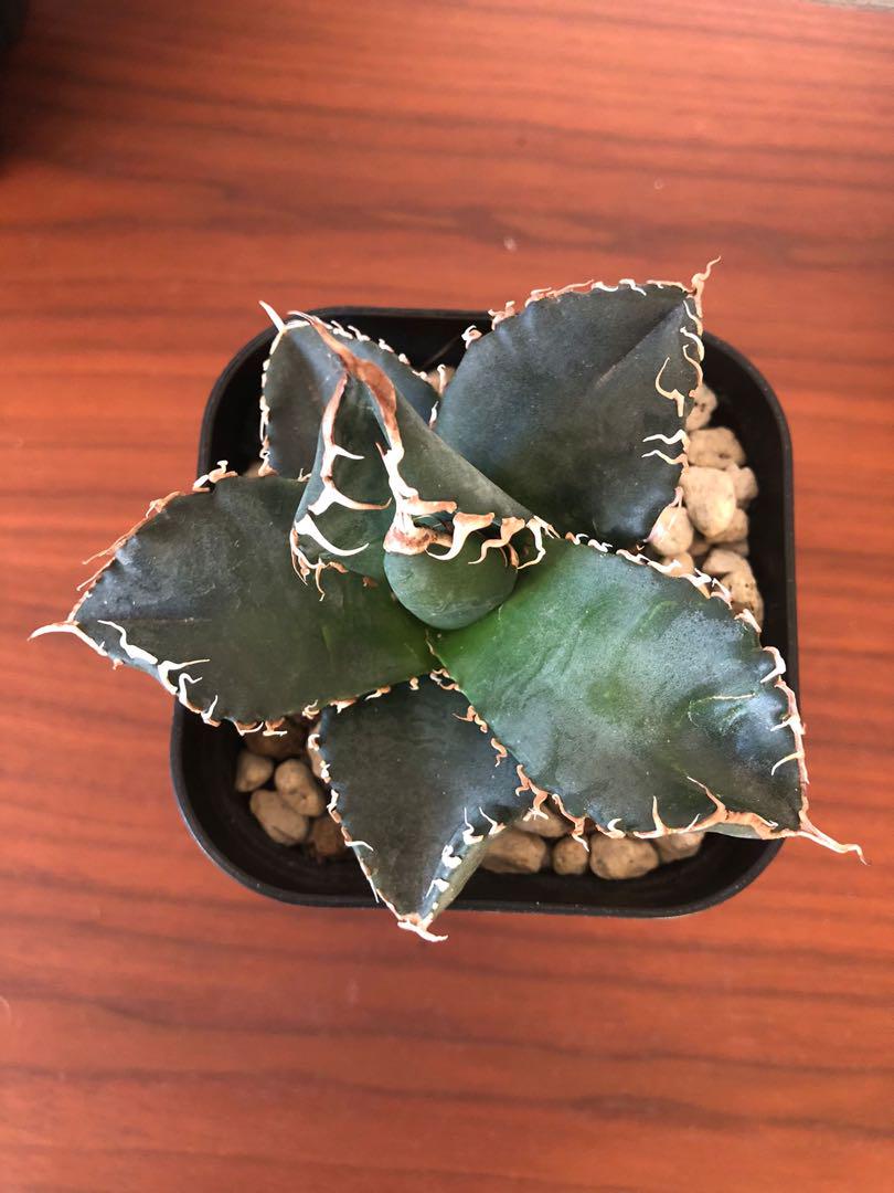 ユッカ・エレファンティペス 約1メートル　3個　観葉植物　人気　迫力　植物 ユッカ エレファンティペス 4号 – 鉢人