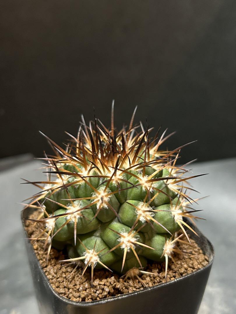 Copiapoa fusca コピアポア フスカ 斧守火 新種2016記載
