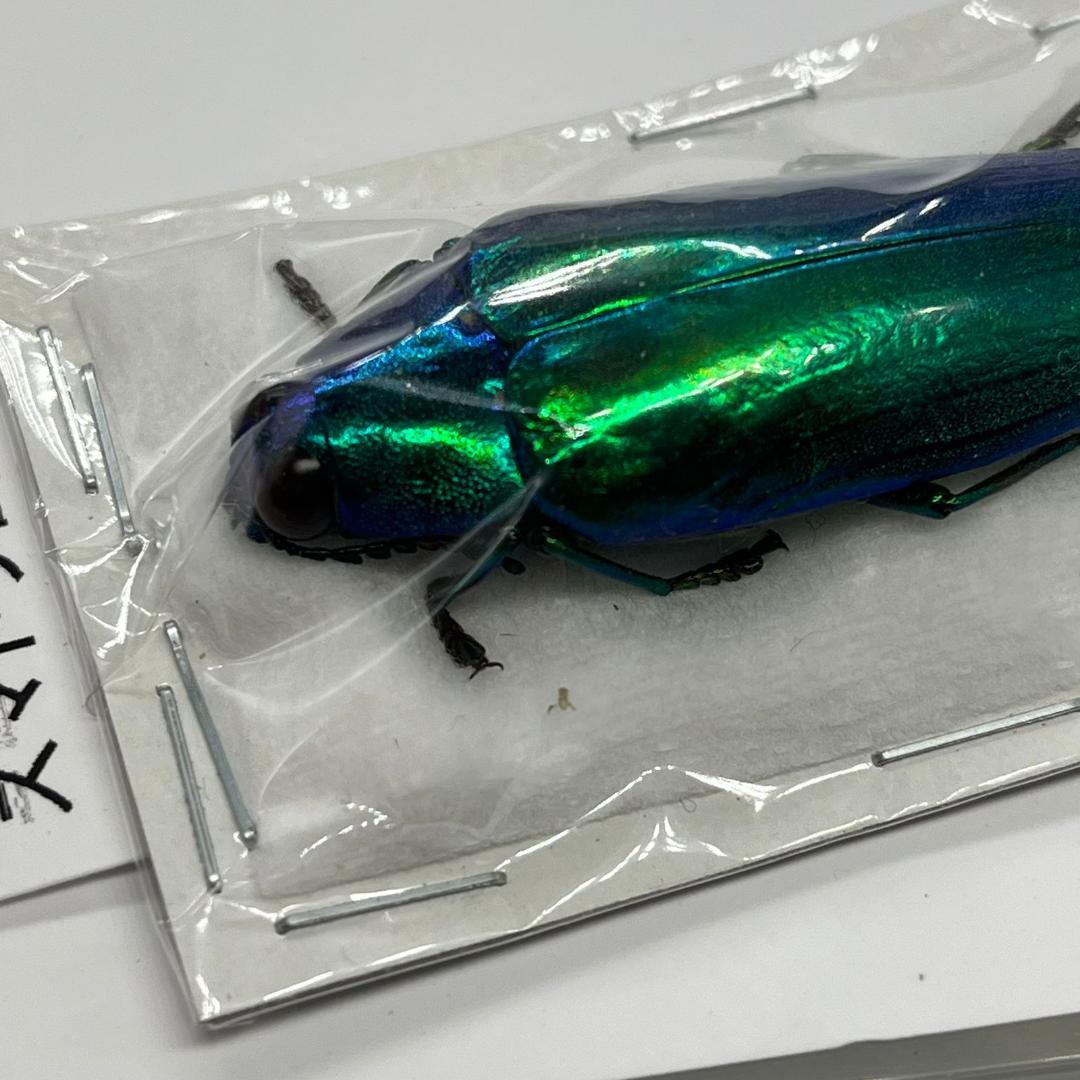 #1 Chrysochroa wallacei ウォーレスルリタマムシ