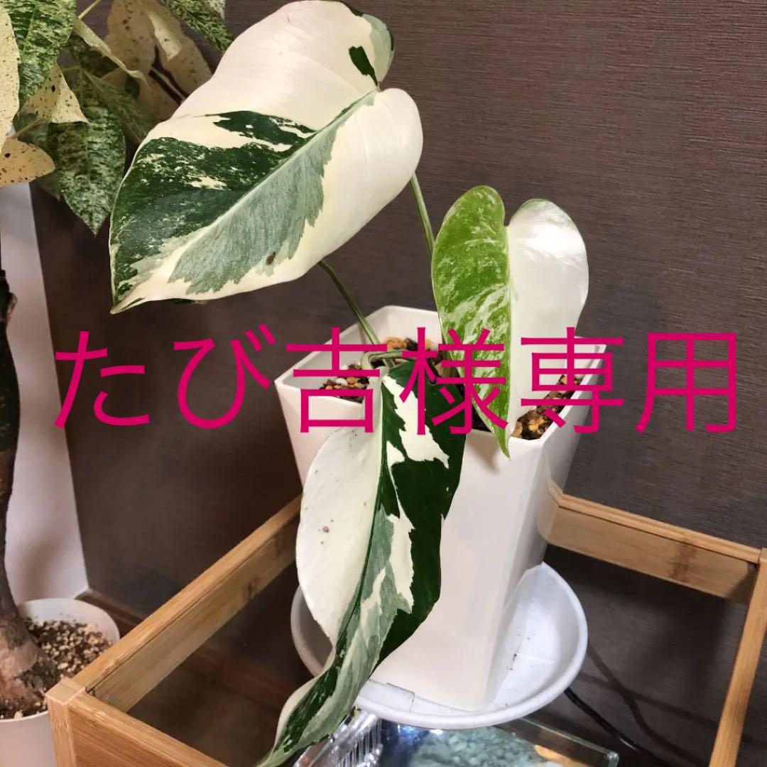 100%本物保証! 斑入りモンステラ 鉢のまま楽しめます 植物/観葉植物 インテリア・住まい・小物48%割引-ECOFOVI.COM 100%本物保証! 斑入りモンステラ 鉢のまま楽しめます 植物/観葉植物 インテリア・住まい・小物48%割引-ECOFOVI.COM