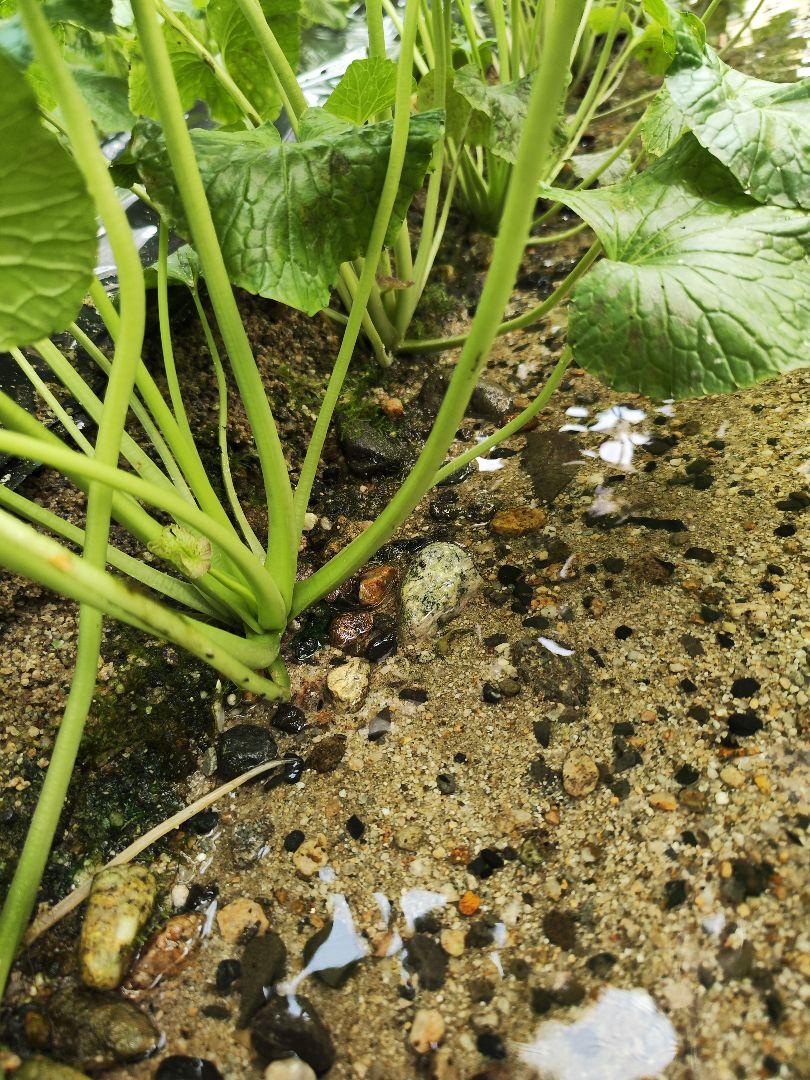 ✨採れたて✨ 別注ご依頼品 3kg 安曇野市産 生わさび 山葵 ワサビ