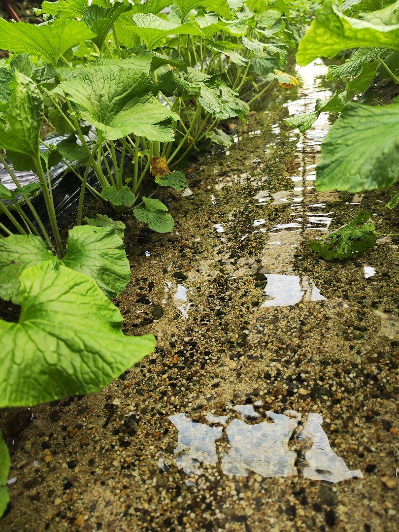 ✨採れたて✨ 別注ご依頼品 3kg 安曇野市産 生わさび 山葵 ワサビ